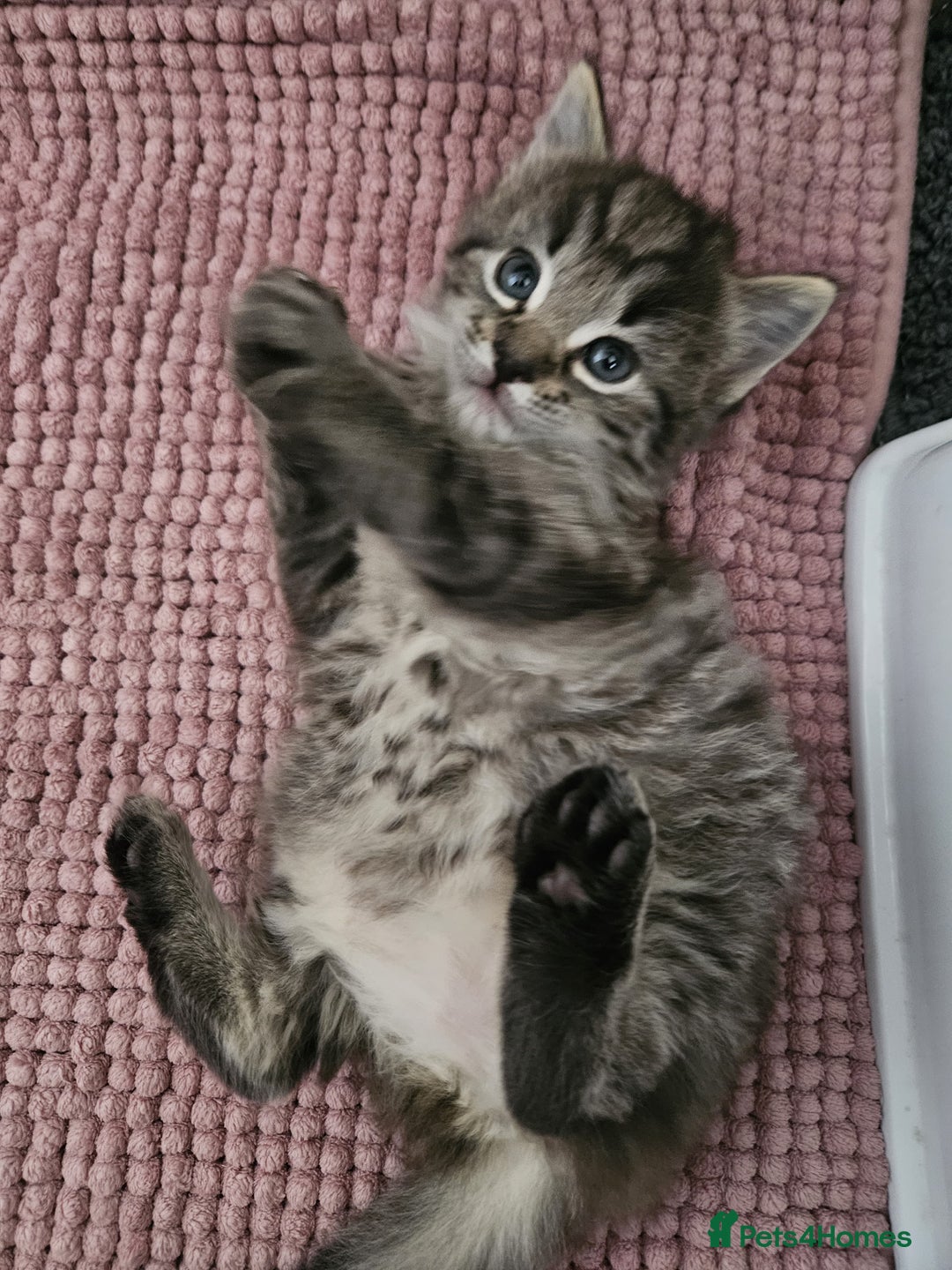 Ragdoll cats for sale: Beautiful mix Ragdoll cross Norwegian forest  - Image 5
