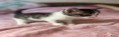 Ragdoll 4