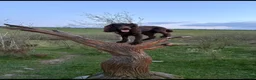 Cocker Spaniel dogs for stud: Working cocker spaniel for stud  in Chesterfield - Advert 2