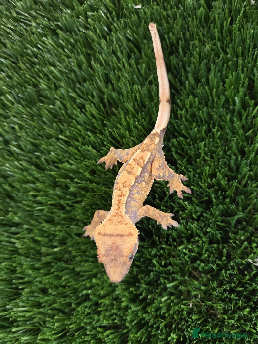 Gecko reptiles for sale: Baby Crested Gecko Reptile Crestie  - Advert 2