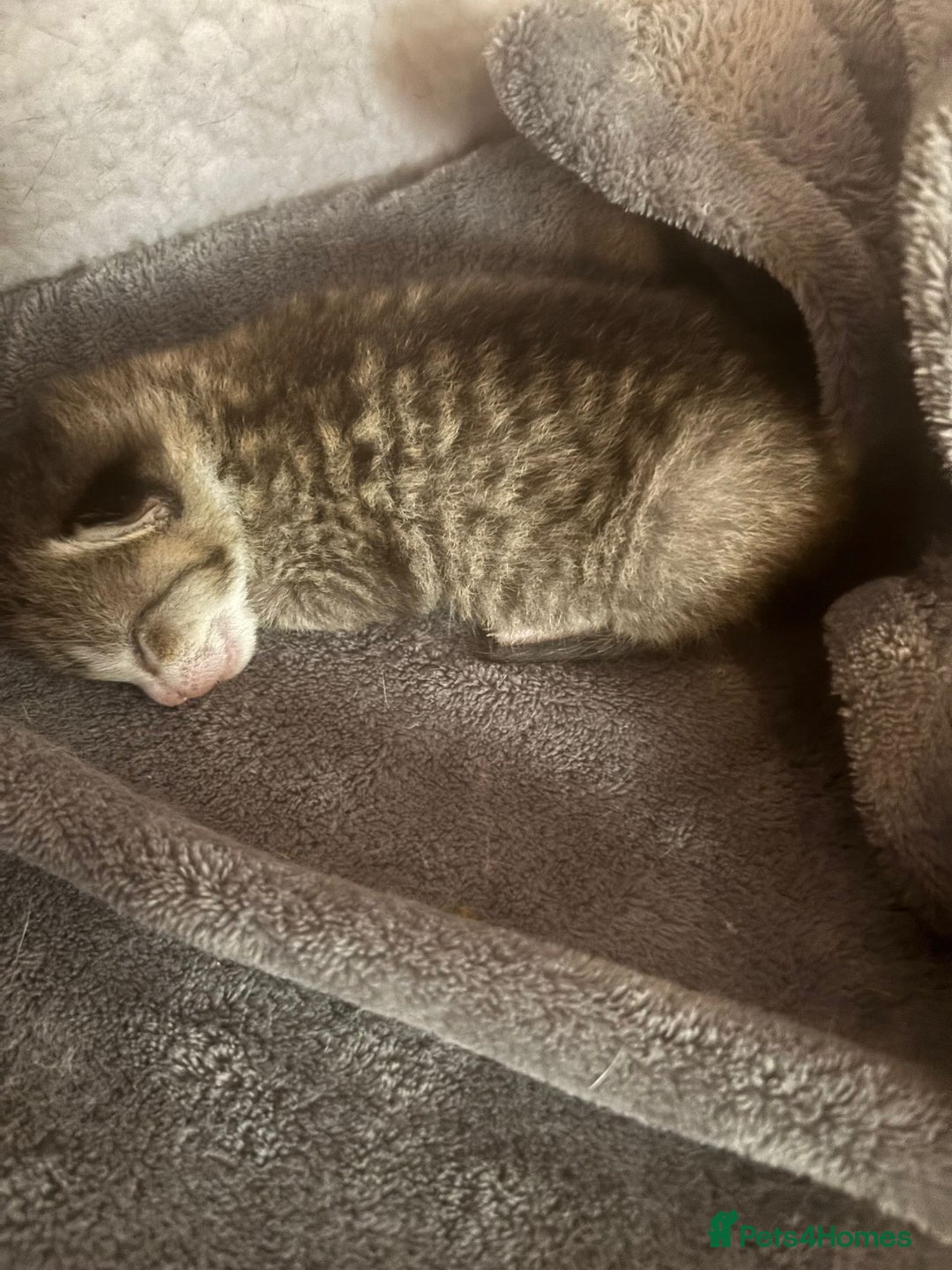 American Shorthair cats for sale: Gorgeous girls looking for new home🏡 - Image 18