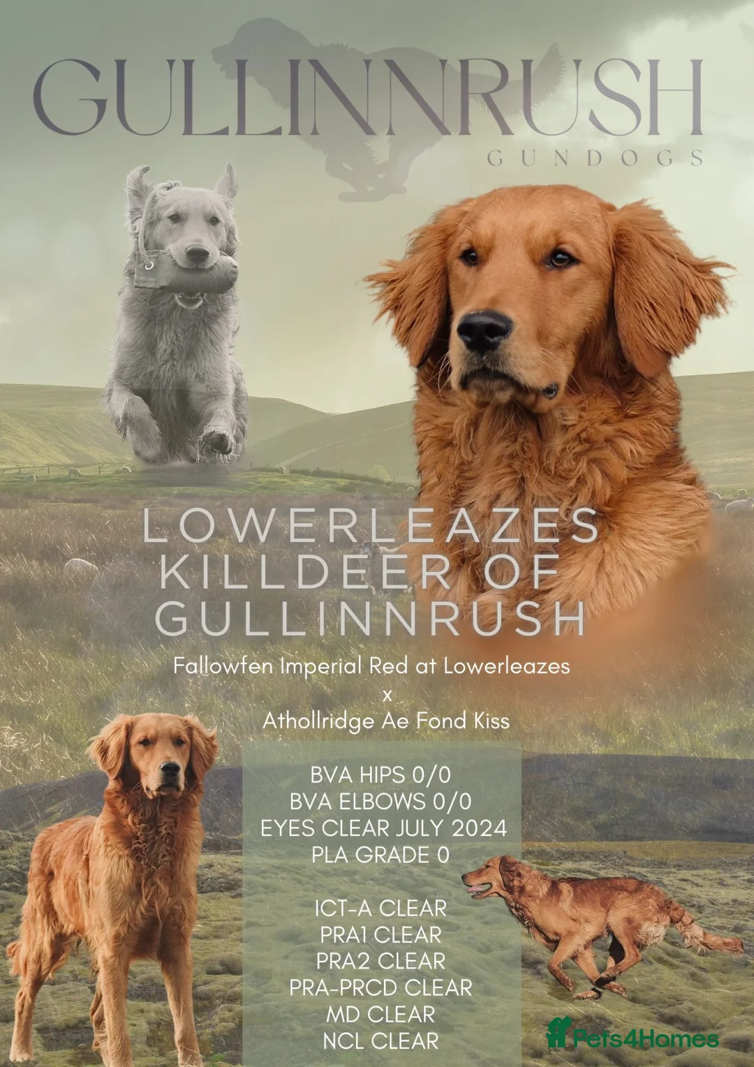 Golden Retriever dogs for sale: Very Dark Golden Retriever Puppies  in King's Lynn - Advert 2