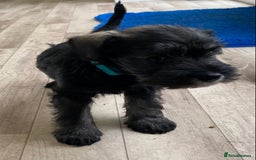 Miniature Schnauzer dogs for sale: Miniature Schnauzer Puppies-  - Image 23