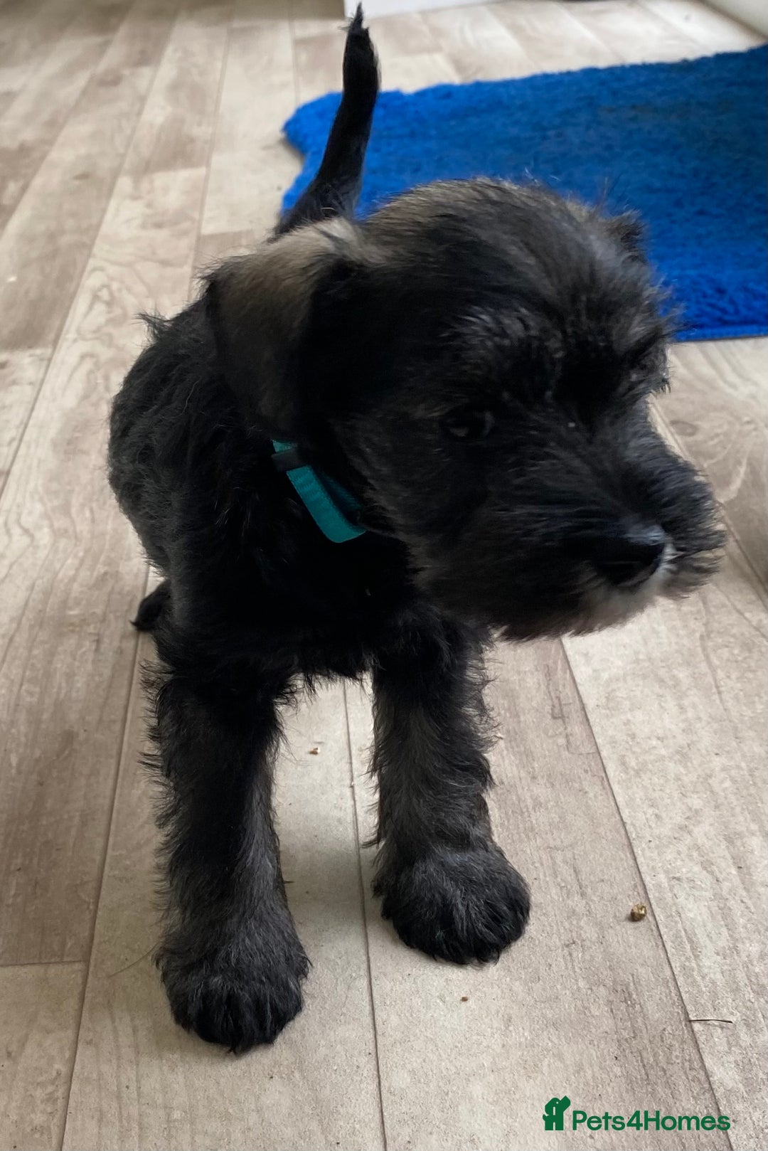 Miniature Schnauzer dogs for sale: Miniature Schnauzer Puppies-  - Image 23