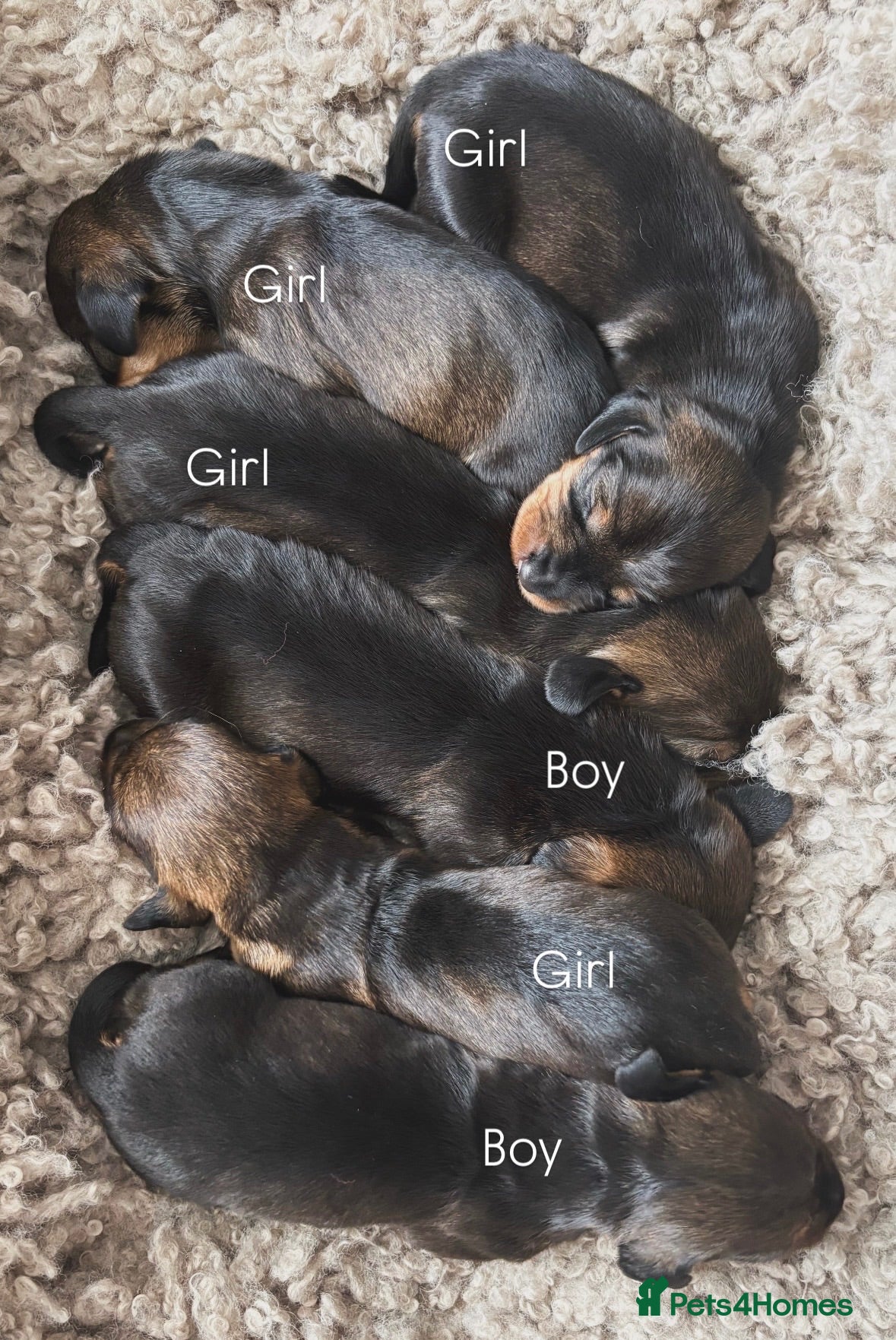 Dachshund dogs ✨Health tested, KC reg true standard wirehairs✨  - Advert 1