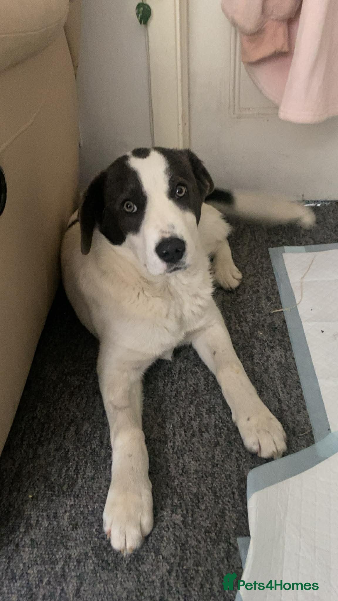 Mixed Breed dogs Yang for adoption - Advert 1