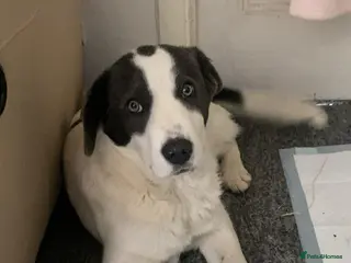 Mixed Breed dogs Yang for adoption - Advert 1