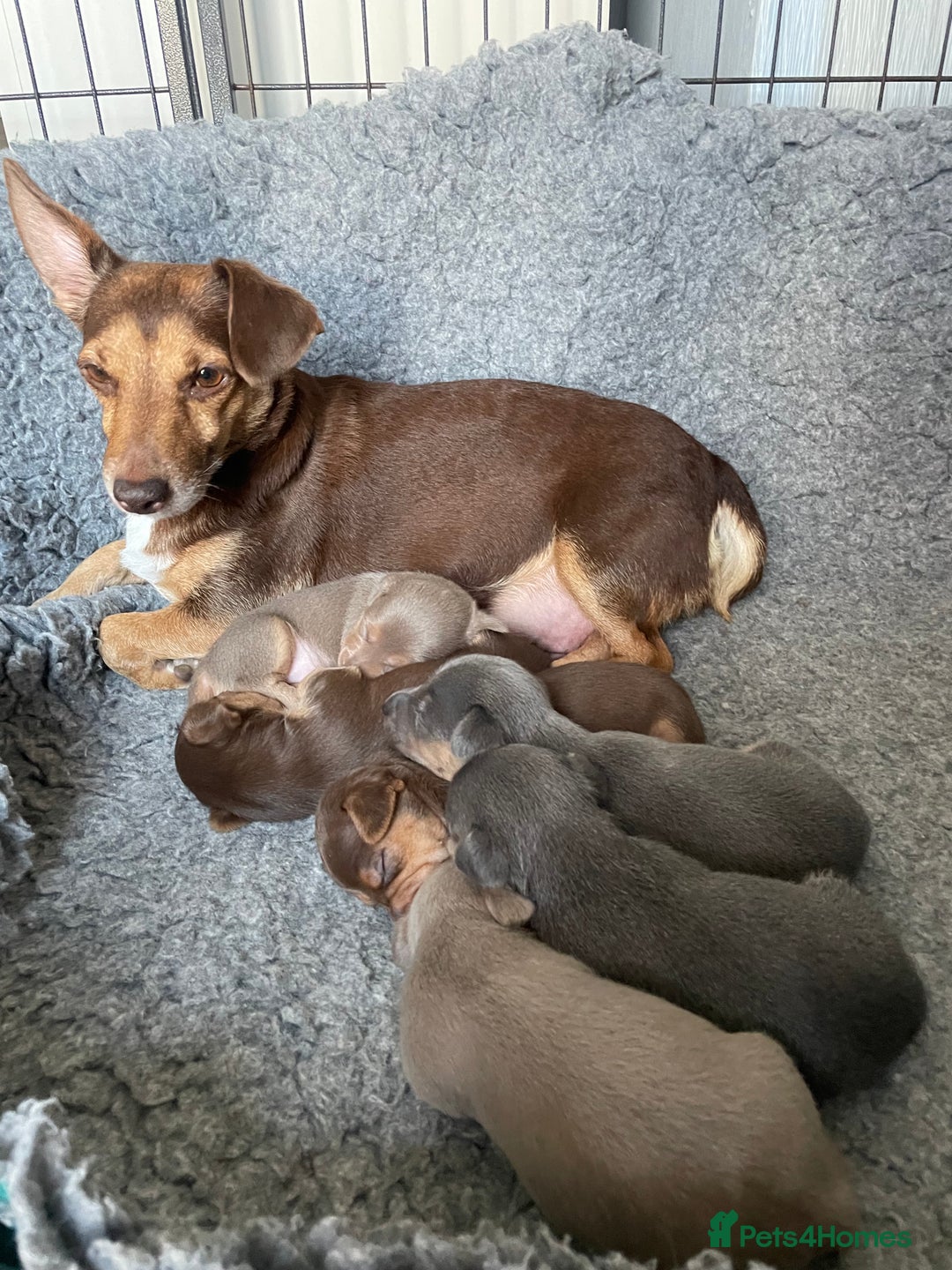 Jack Russell dogs for sale: 🐾 Miniature Jack Russell Puppies 🐾 - Image 8