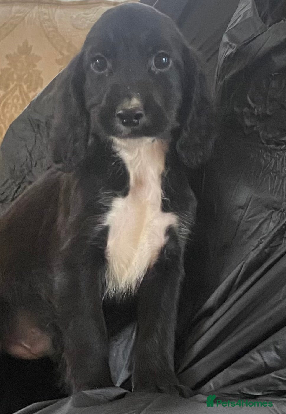 Cocker Spaniel dogs Beautiful letter of working Cocker spaniel’s - Advert 6