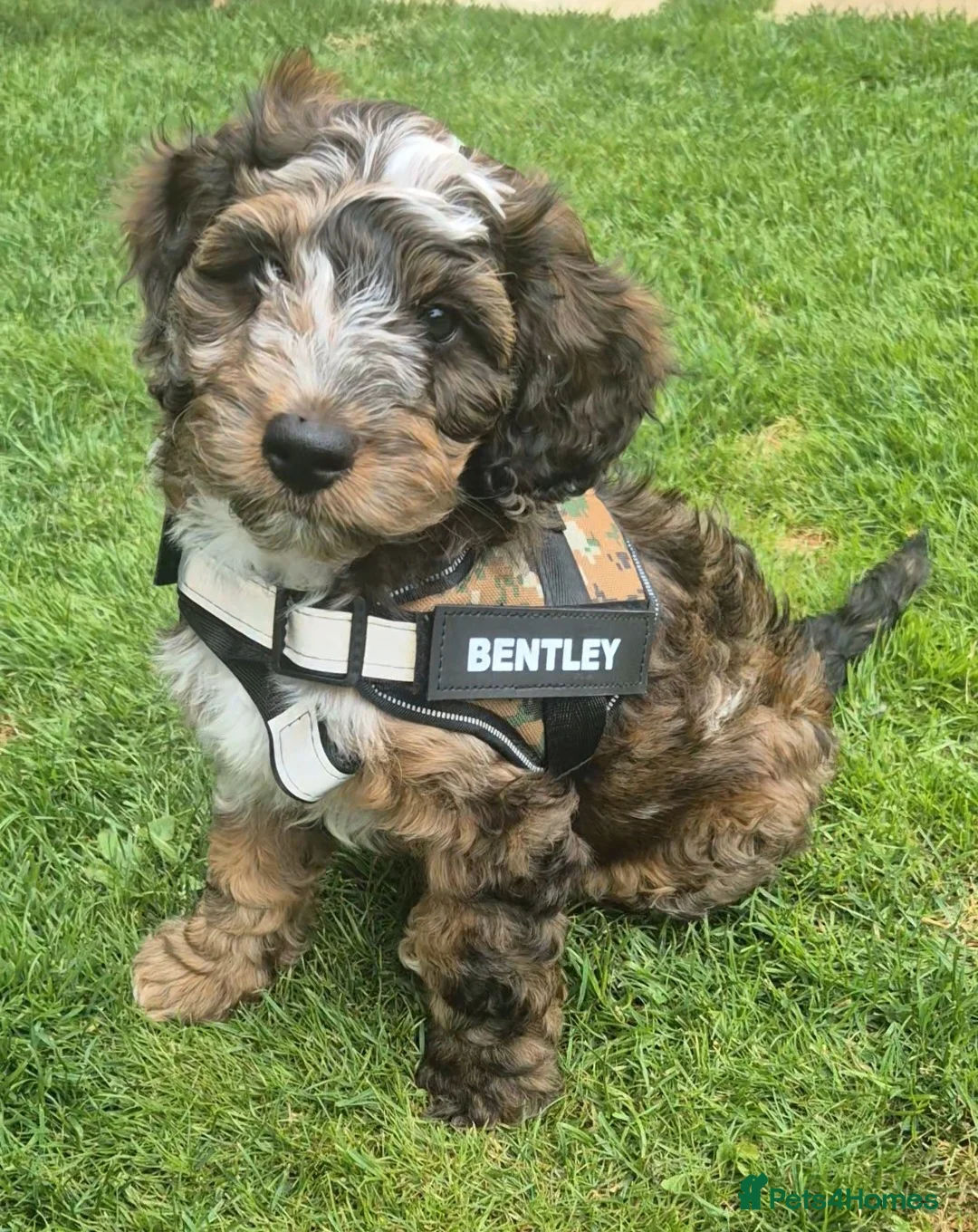Cockapoo dogs for stud: Stunning Cockapoo Male For Stud  - Advert 2