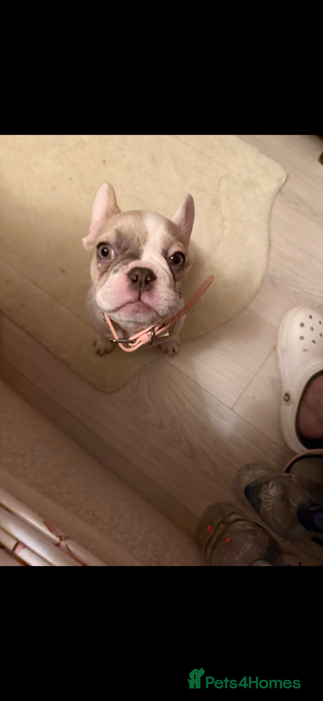 French Bulldog dogs for sale: Opal the French bulldog - Advert 4