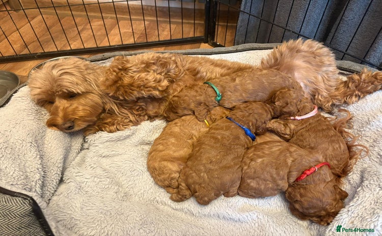 Cockapoo dogs - Advert 8