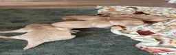 Golden Retriever dogs for sale: LARGE SIZE PURE GOLDEN RETRIEVER PUPPIES!!! - Advert 13