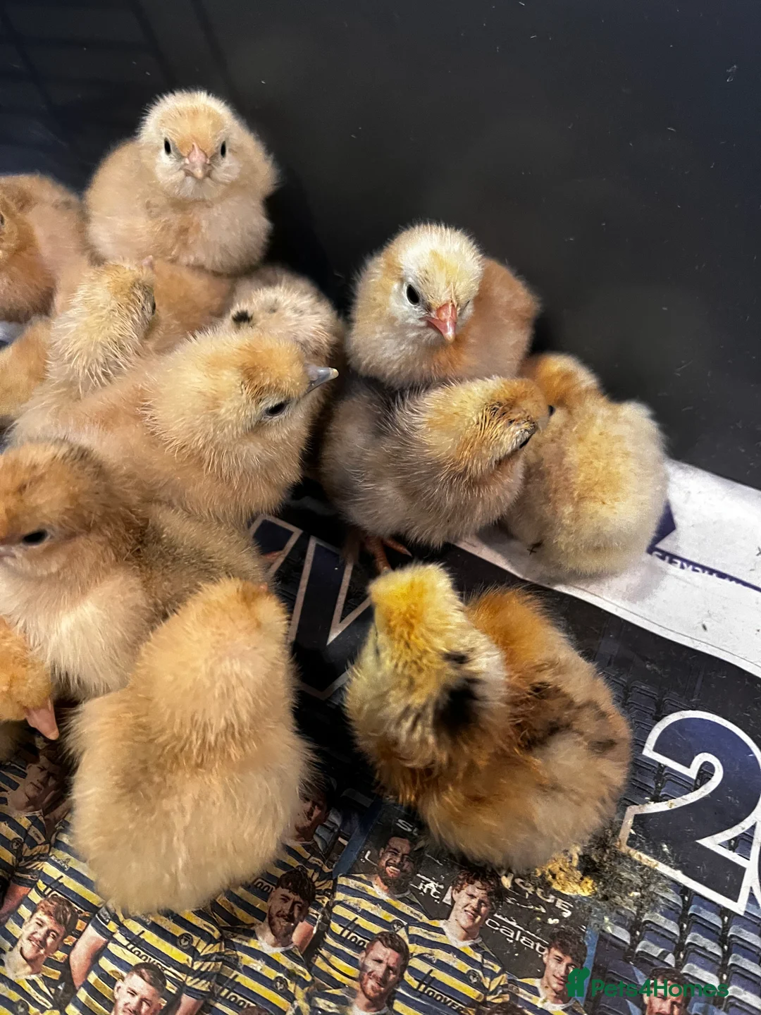 Chickens poultry for sale: 🐣Pekin Chicks and Silkie Chicks🐣 mixed colours  - Advert 2