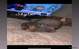 American Bully dogs for sale: Pocket Bully Pups - Advert 7