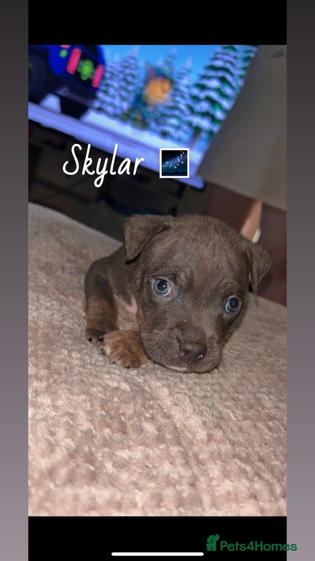 American Bully dogs for sale: Pocket Bully Pups - Advert 7