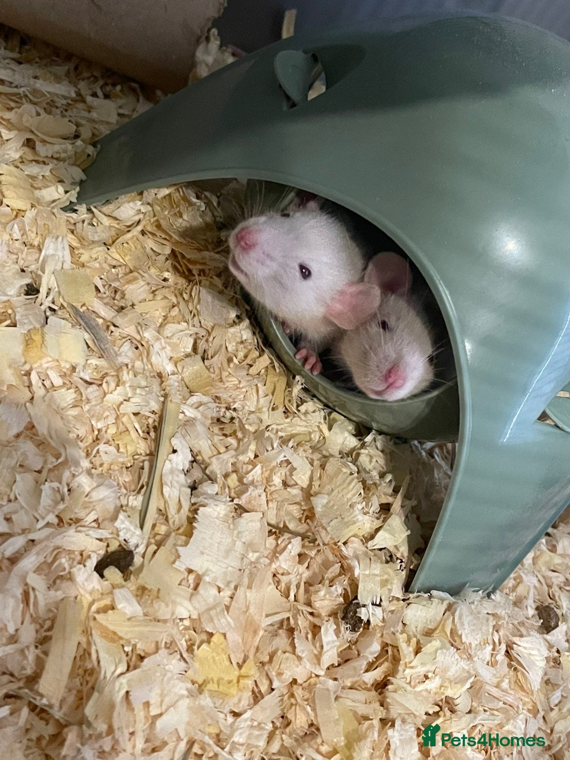 Rat rodents 4 male rats for sale - Advert 13