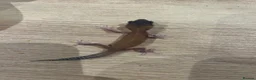 Gecko reptiles for sale: Baby leopard geckos for sale   - Advert 6