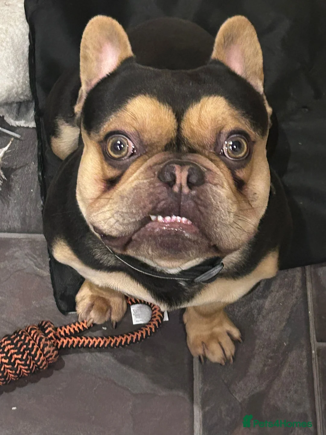 French Bulldog dogs for sale: 1.5yr male French bulldog  - Advert 1