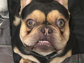 French Bulldog dogs 1.5yr male French bulldog - Advert 1