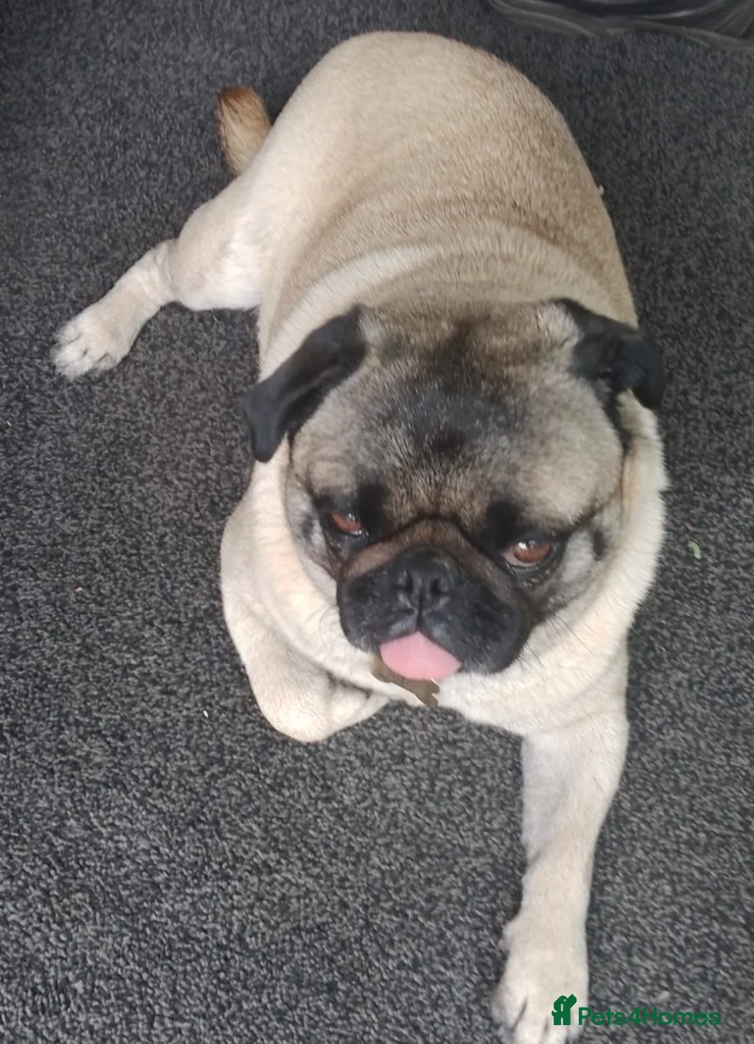 Pug dogs for adoption: Missie is a lovely perfect little Pug - Advert 6