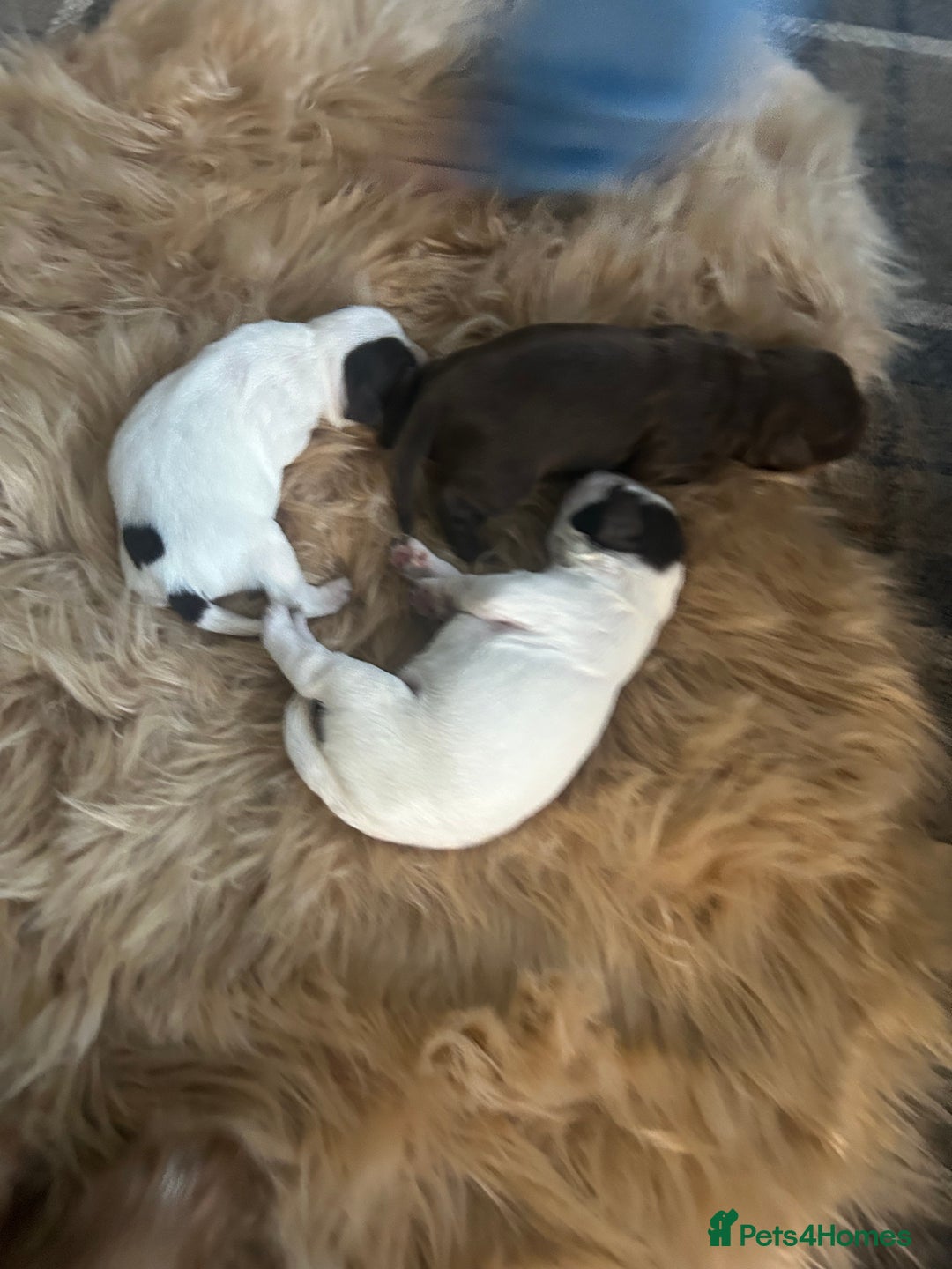 Sprocker dogs for sale: Puppies for Sale  - Advert 7