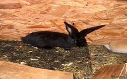 Continental Giant rabbits for sale: 2x Black Pure Giant Continental Bucks  - Image 6