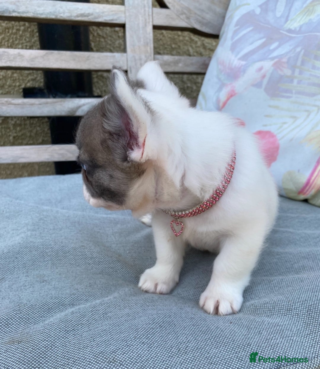 French Bulldog dogs for sale: DNA Health tested 5 🌟 KC fluffy French bulldogs - Image 24