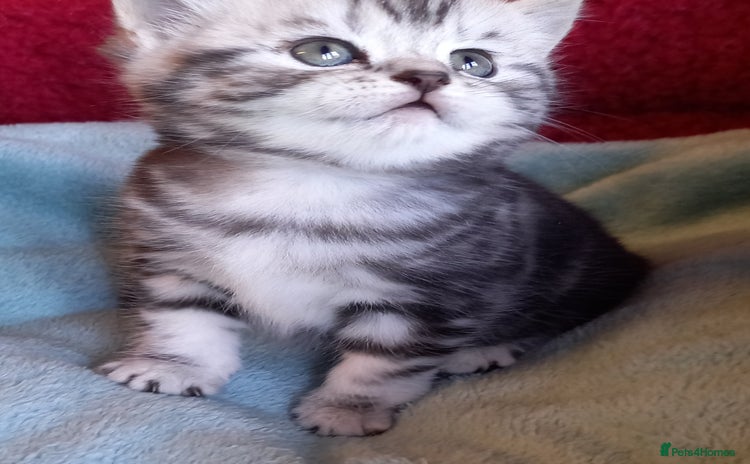 British Shorthair cats - Advert 8
