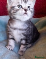 British Shorthair cats - Advert 2