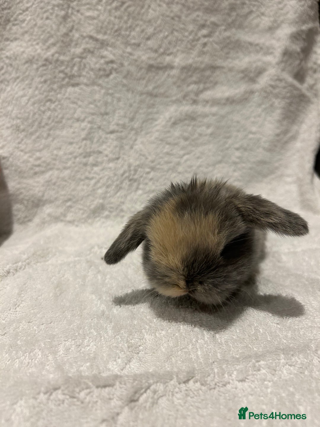 Mini Lop rabbits for sale: Pure Bred Mini Lop Baby Rabbits - Advert 9