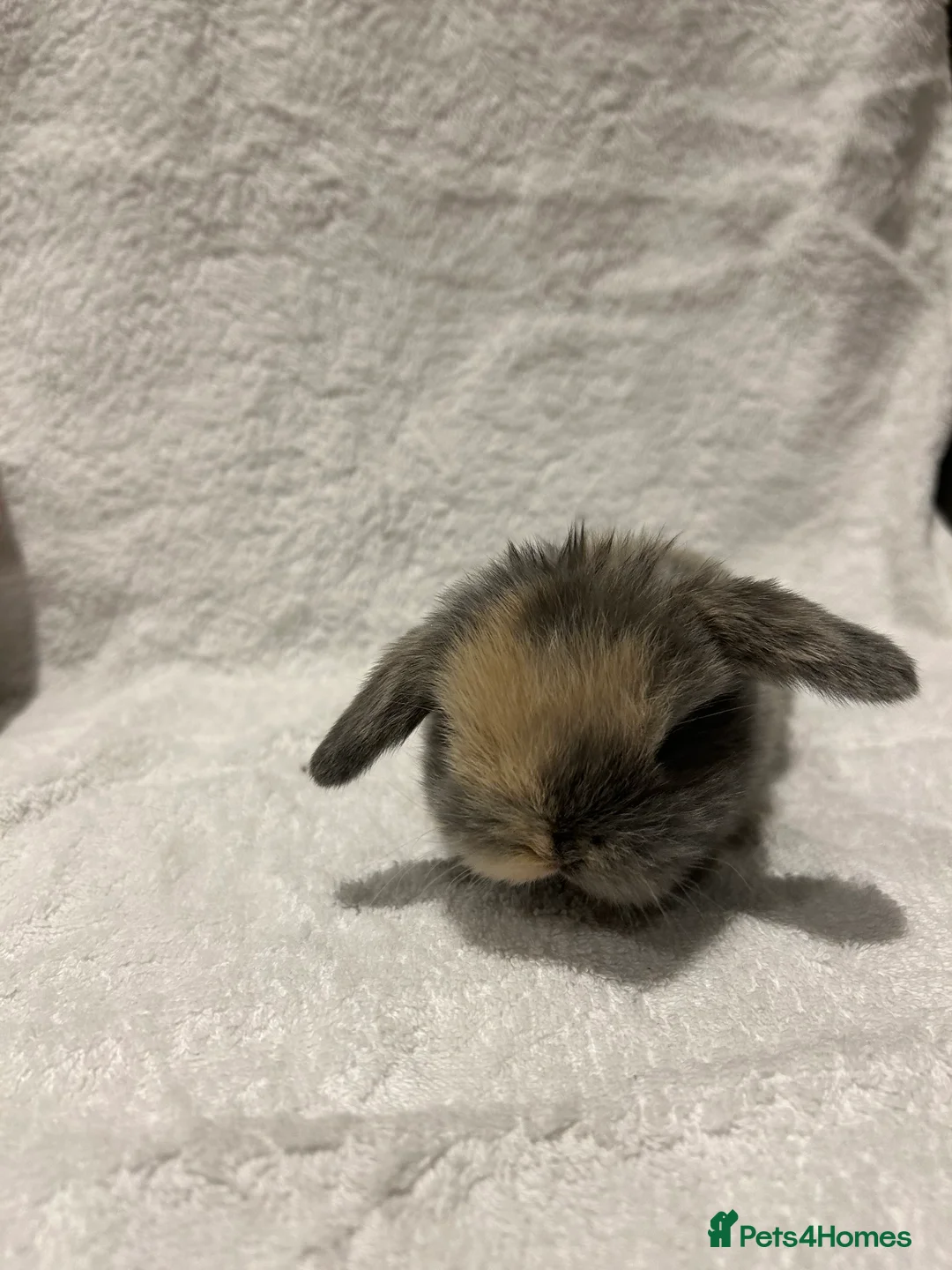 Mini Lop rabbits for sale: Pure Bred Mini Lop Baby Rabbits - Advert 9