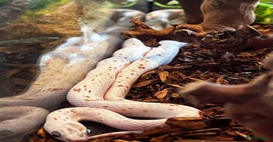 Corn Snake reptiles - Advert 16