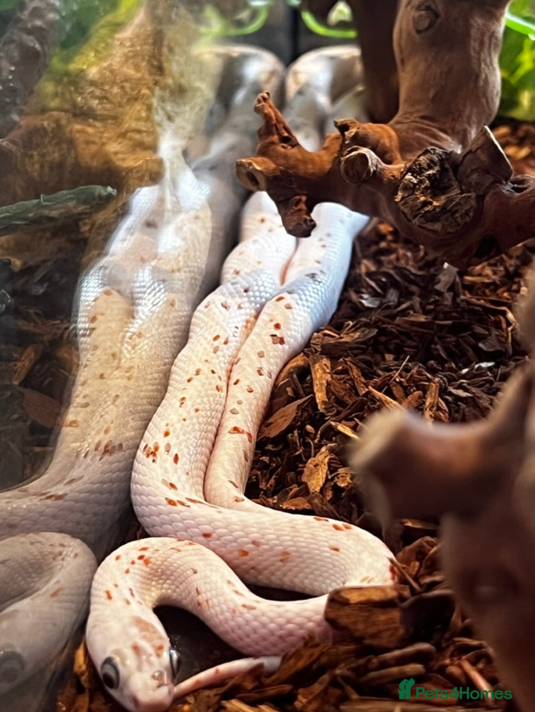 Corn Snake reptiles for sale: Rare Palmetto Corn Snake - Image 3