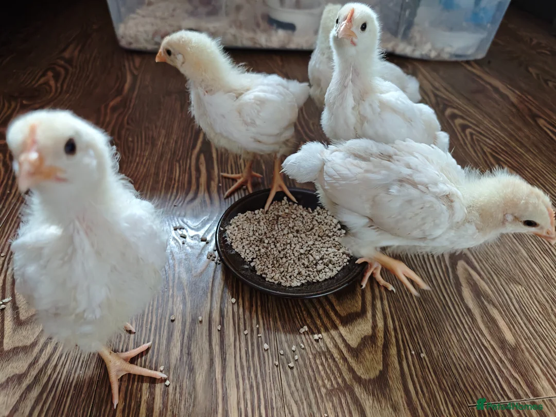Chickens poultry for sale: 5x male chicks for rehoming - Advert 1