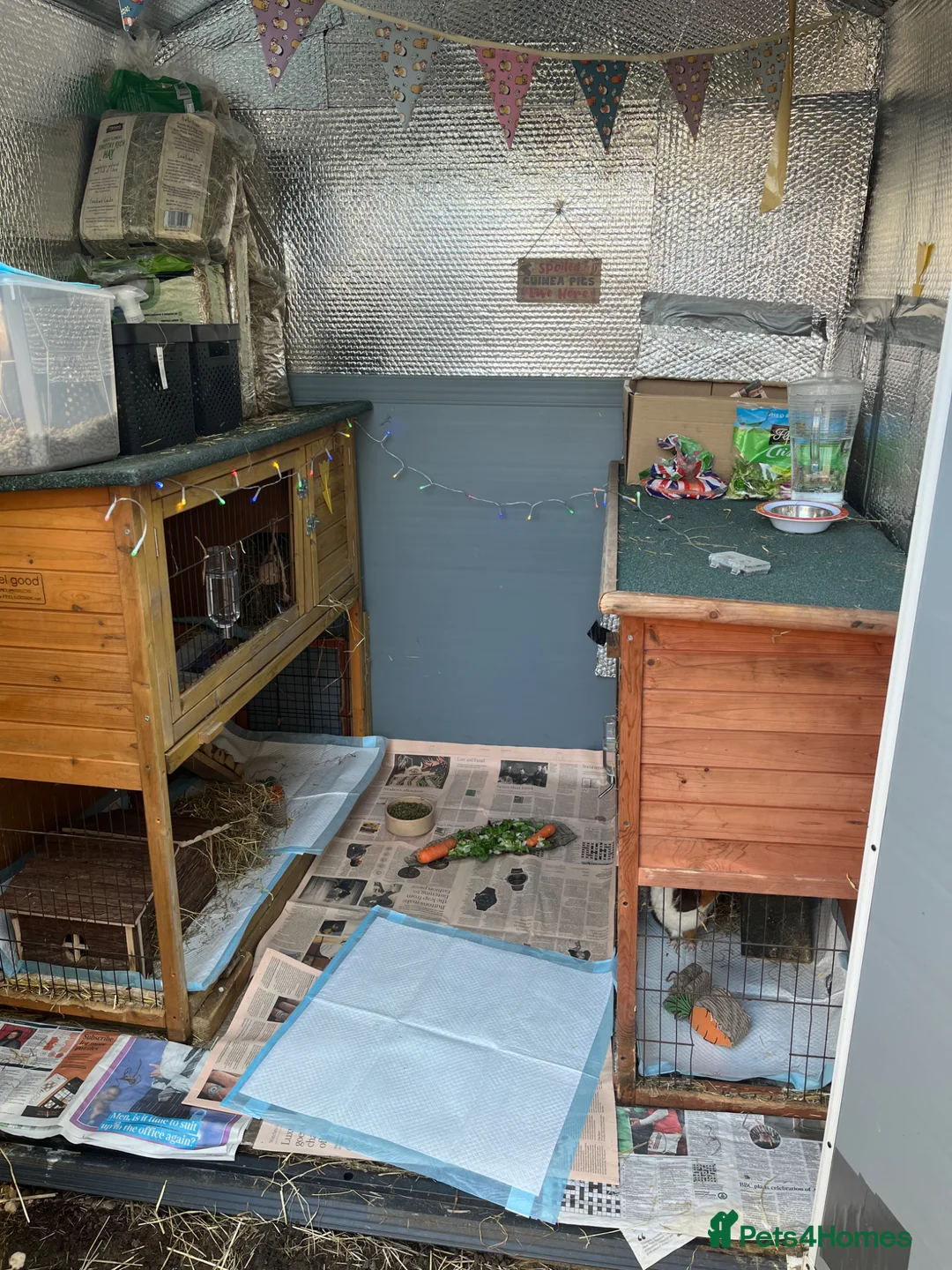 Guinea Pig rodents for sale: Bobo and pickles  in Banbury - Advert 2