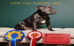 Staffordshire Bull Terrier dogs for sale: KC registered Champions Bloodline Show Quality  - Image 23