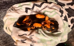 Miniature Dachshund dogs for sale: 5 gorgeous miniature dachshund puppies for sale  - Image 16