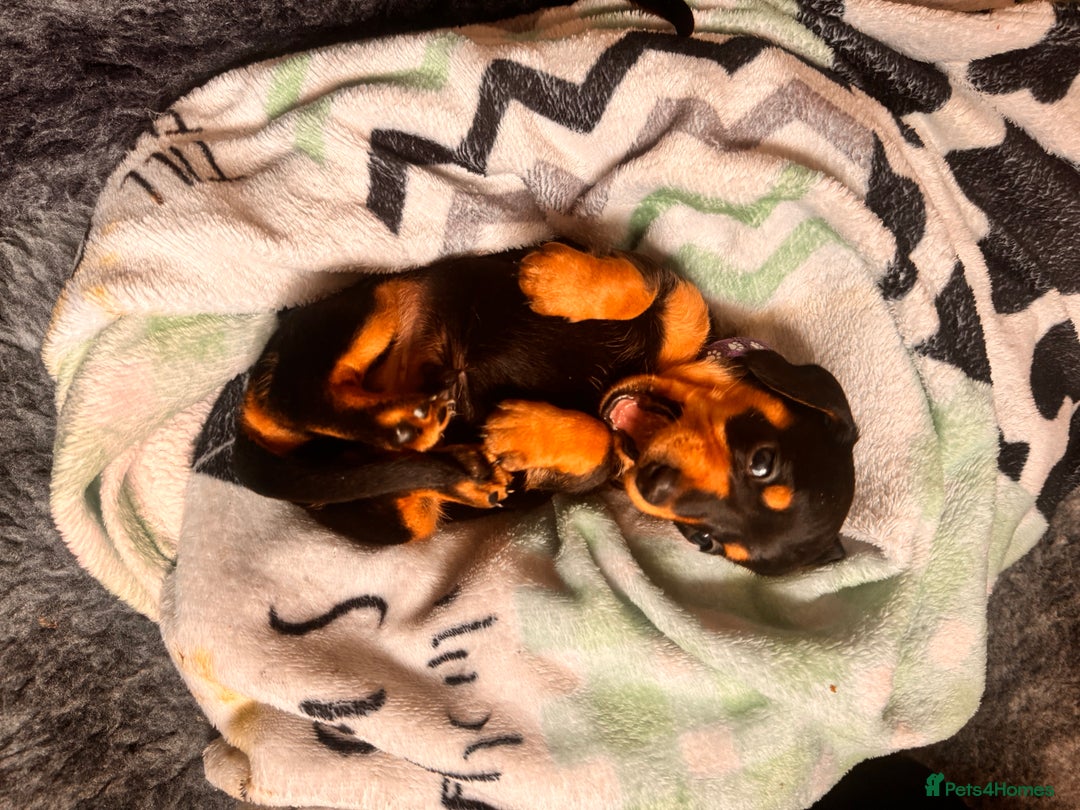 Miniature Dachshund dogs for sale: 5 gorgeous miniature dachshund puppies for sale  - Image 16