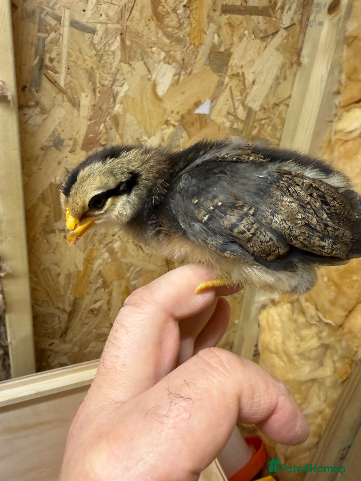 Mixed Breed poultry Easter egger chicks - Advert 2