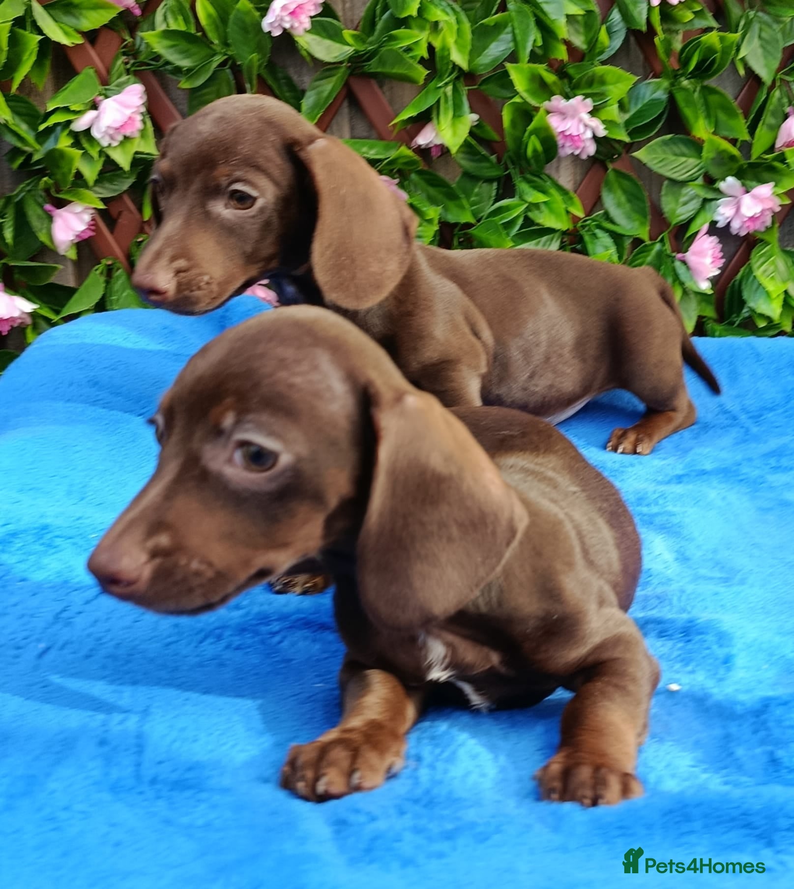 Miniature Dachshund dogs LITTER SMOOTH MINIATURE DAXIS PRACLR KC REG - Advert 18