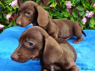 Miniature Dachshund dogs LITTER SMOOTH MINIATURE DAXIS PRACLR KC REG - Advert 18