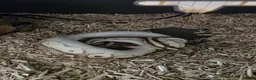Python Snake reptiles for sale: Female pewter royal python - Advert 3