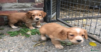 Cocker Spaniel dogs - Advert 1