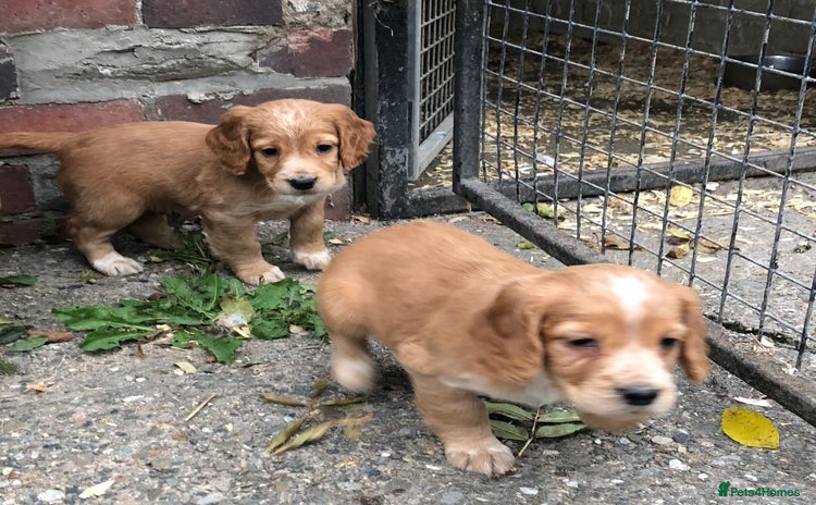 Cocker Spaniel dogs - Advert 12