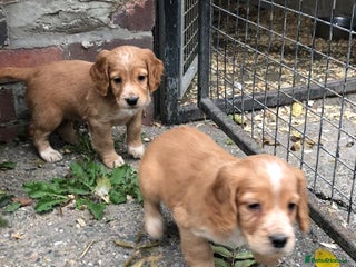 Cocker Spaniel dogs - Advert 21