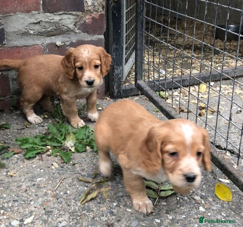 Cocker Spaniel dogs - Advert 12