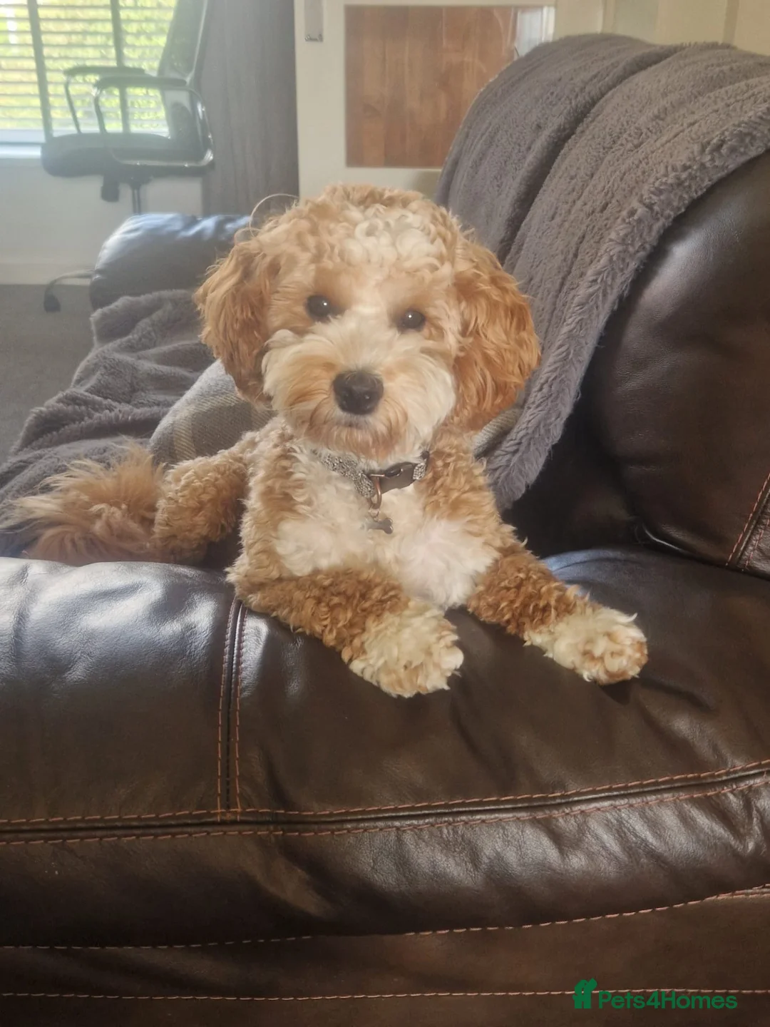 Cockapoo dogs for stud: Gorgeous Apricot Cockapoo Ready For First Pairing in Mold - Advert 2