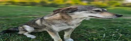 Mixed Breed dogs for adoption: Lajka – Gentle, Sweet Natured Girl - Advert 11