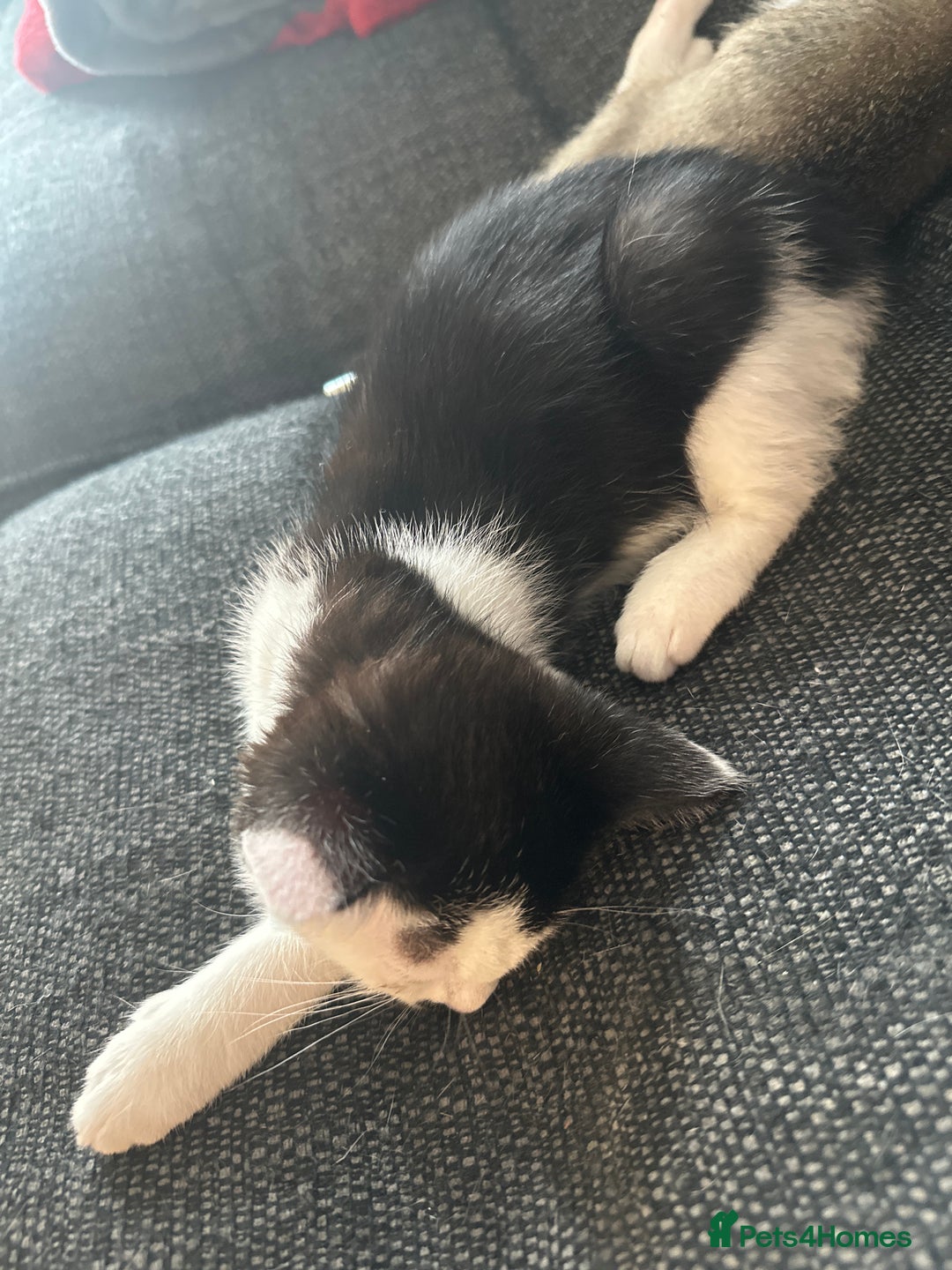 Mixed Breed cats for sale: 5 beautiful mixed breed kittens!! - Image 11